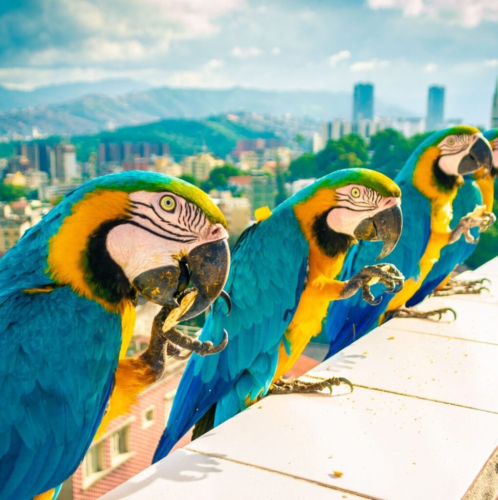 Beautiful Blue and yellow macaws standing on balcony fence in a line in Caracas, Venezuela