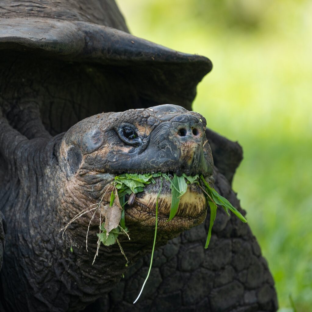 The Galápagos Tortoise is the largest tortoise in the world.